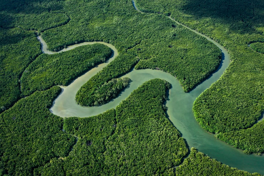 Mangroves Winding River Drone