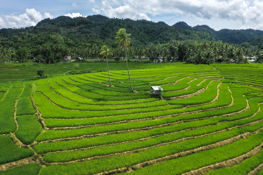 Bohol Philippines Island Travel Guide Cadapdapan Rice Terraces
