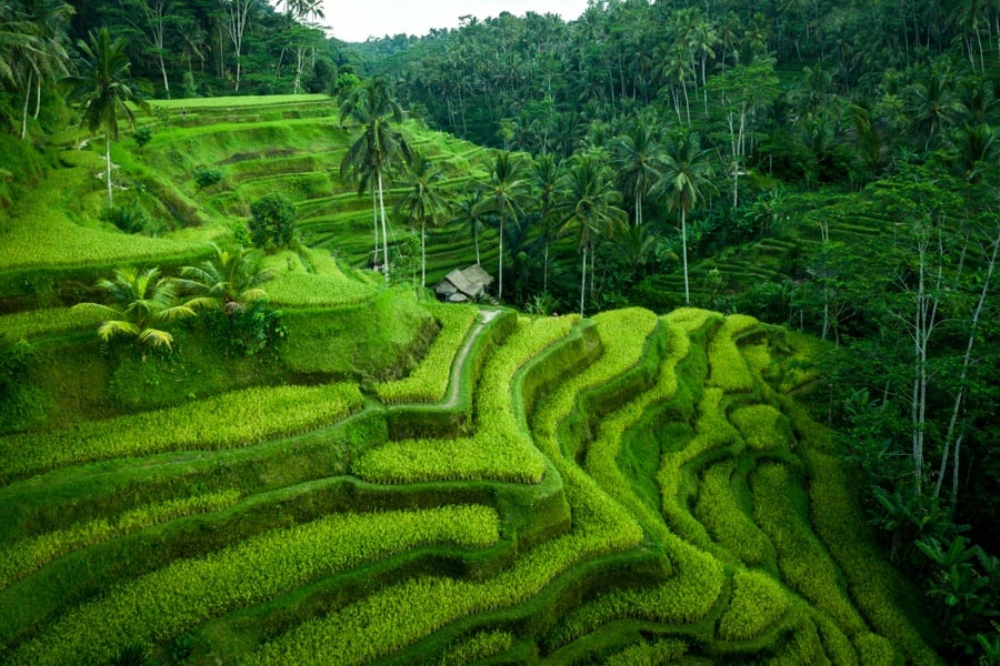 Where Is Bali Located Indonesia Tegalalang Rice Terrace