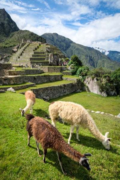 Machu Picchu Llama Llamas