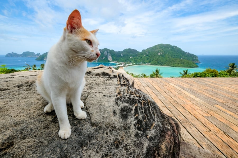 Cat Phi Phi Viewpoint