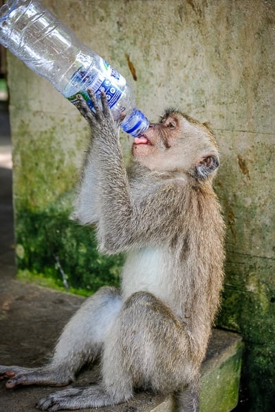 Monkey drinking a water bottle at the Ubud Monkey Forest in Bali
