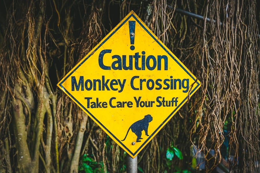 Monkey crossing take care your stuff caution warning sign at the Ubud Monkey Forest in Bali