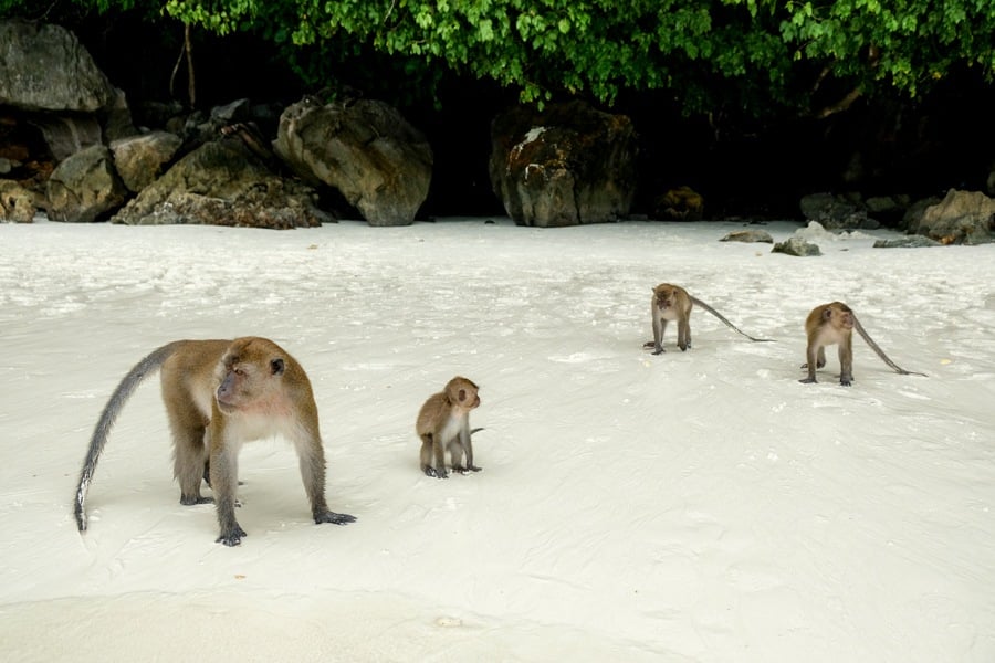 Monkey Bay Beach