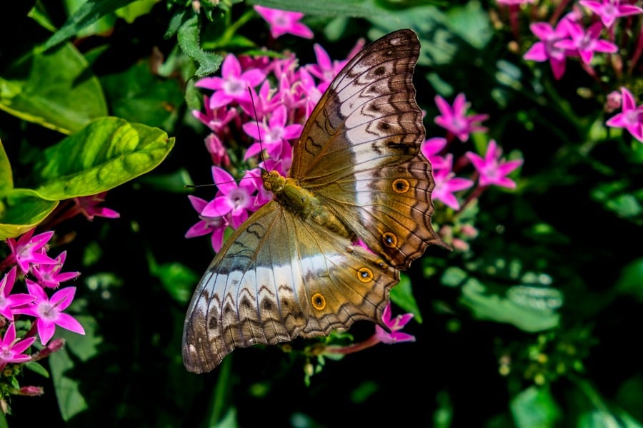 Butterfly Garden Best Things To Do In Singapore Airport Layover Changi Jewel