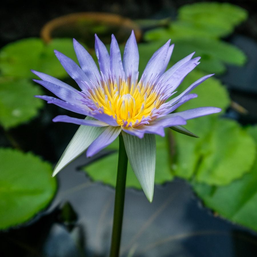 Water Lily Garden Flower