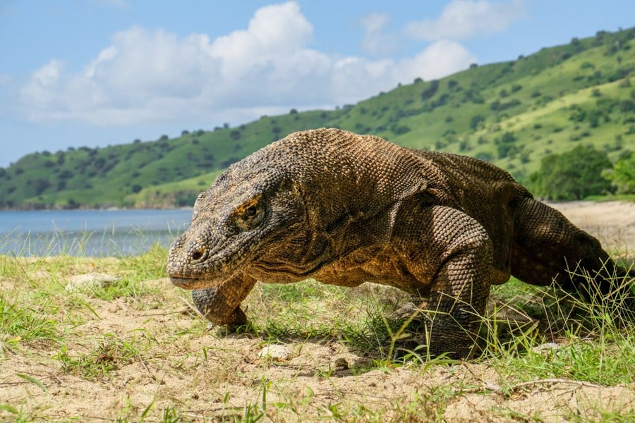 Indonesian Islands The Best Places To Visit In Indonesia Komodo
