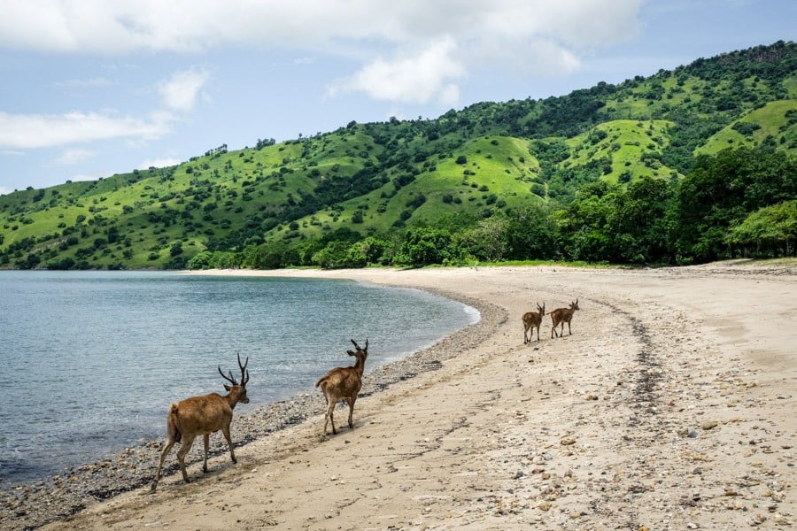 Javan Rusa Deer On A Beach
