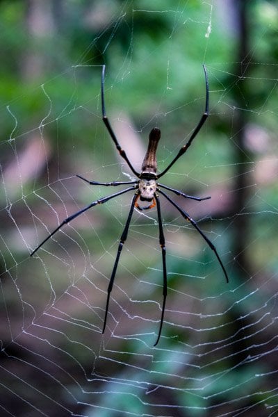 Jungle Spider Web