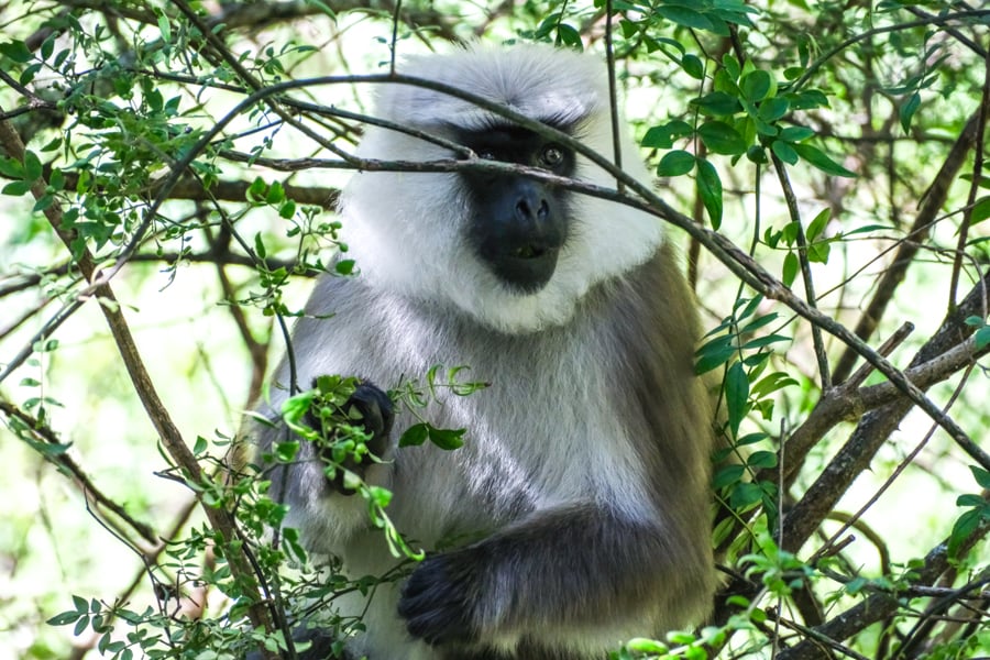 Tarai Grey Gray Langur Monkey