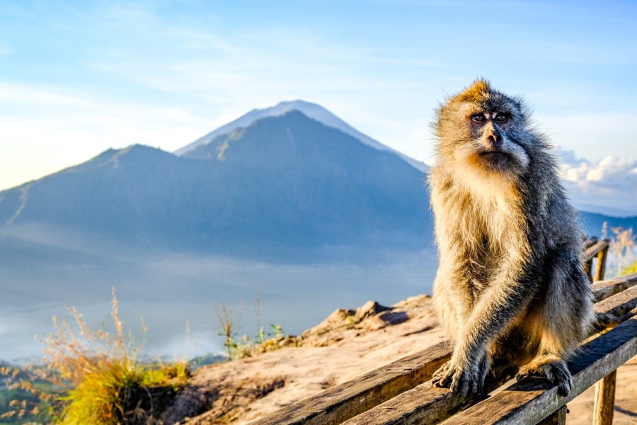 Kintamani Monkey Mount Batur Bali
