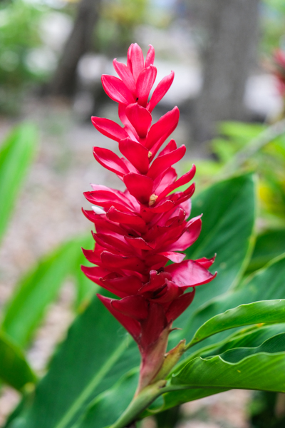 Exotic Tropical Flower Plant