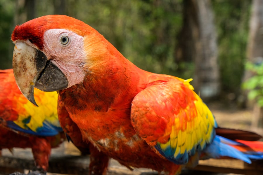 Copan Ruinas Honduras Red Parrot Macaw