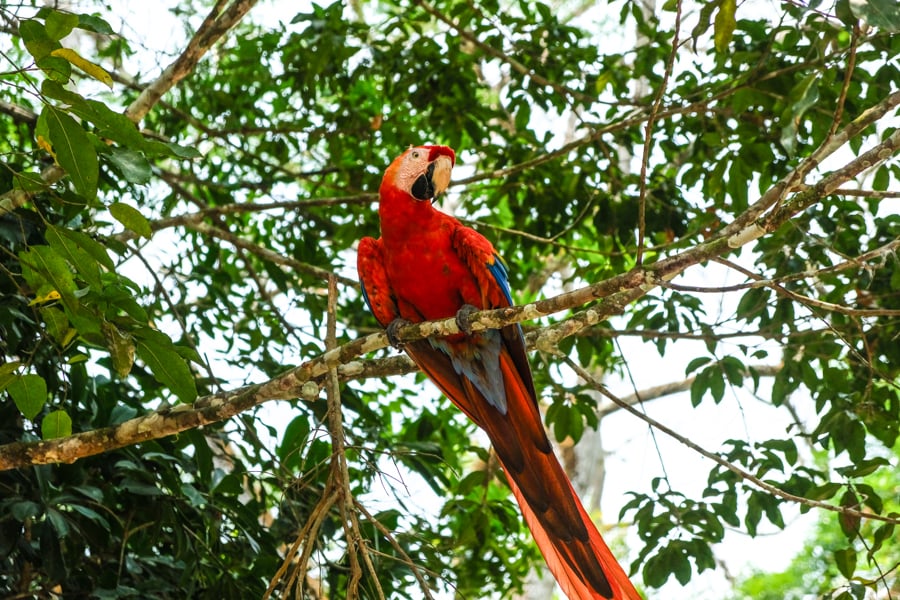 Copan Ruinas Honduras Red Parrot Macaw