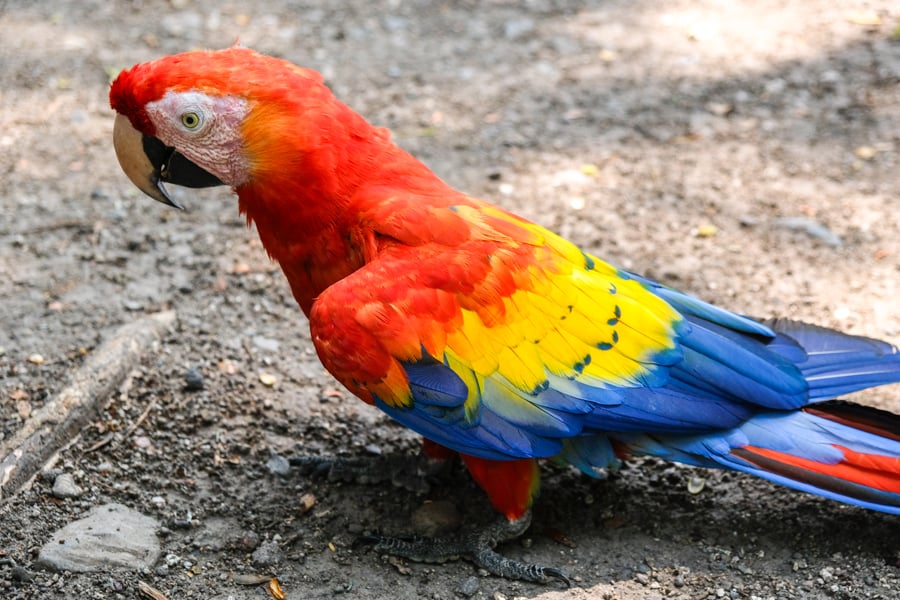 Red Parrot Macaw
