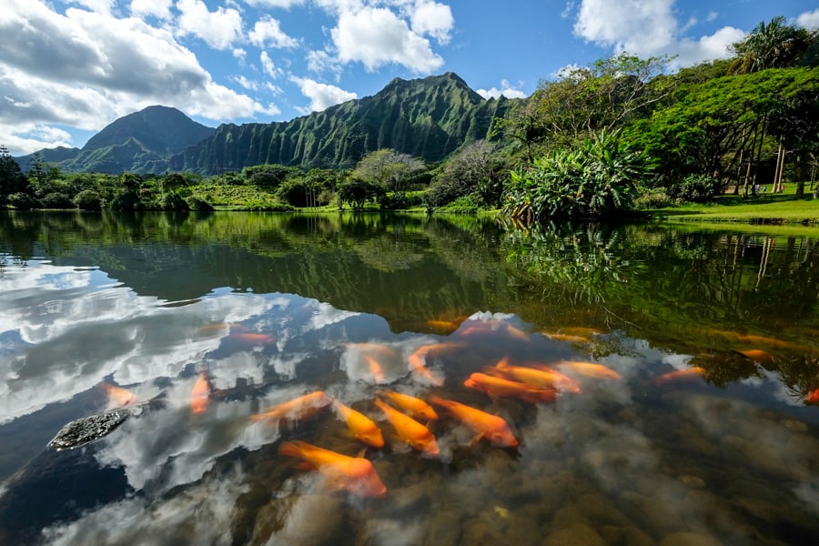 Best Hikes In Oahu Hawaii Top Oahu Hiking Trails Hoomaluhia Botanical Garden