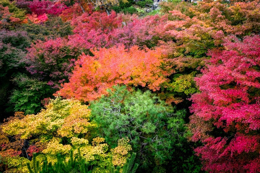 Japan fall colors