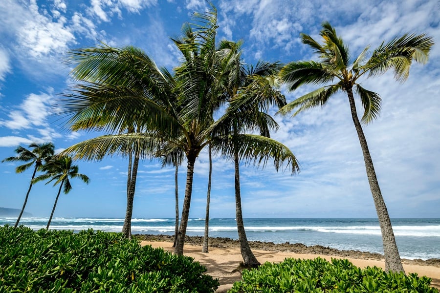 Best North Shore Oahu Beaches Hawaii Haleiwa Alii Beach