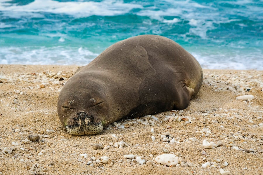 Hawaiian Monk Seal Best North Shore Oahu Beaches Hawaii