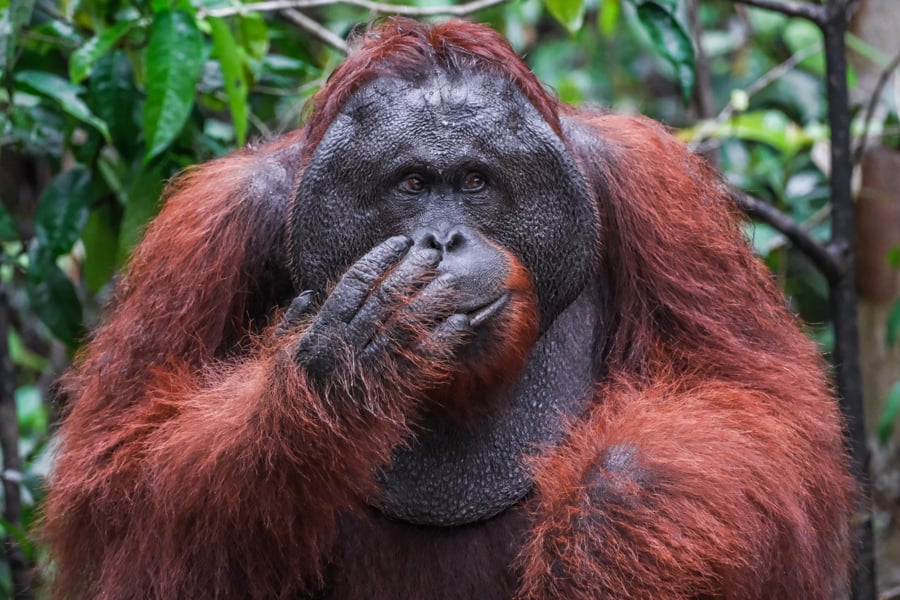 Tanjung Puting Kalimantan Orangutan Wildlife Indonesia