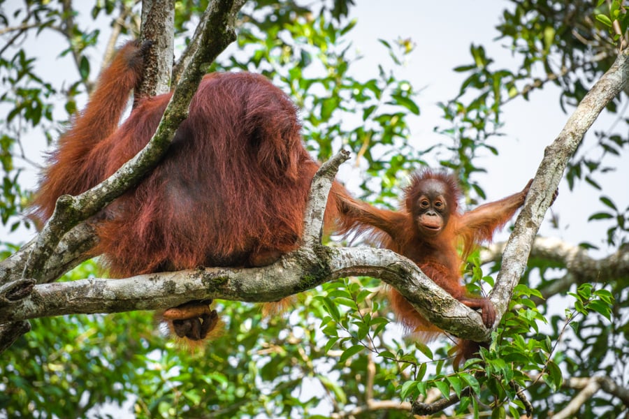 Tanjung Puting Kalimantan Orangutans Wildlife Indonesia
