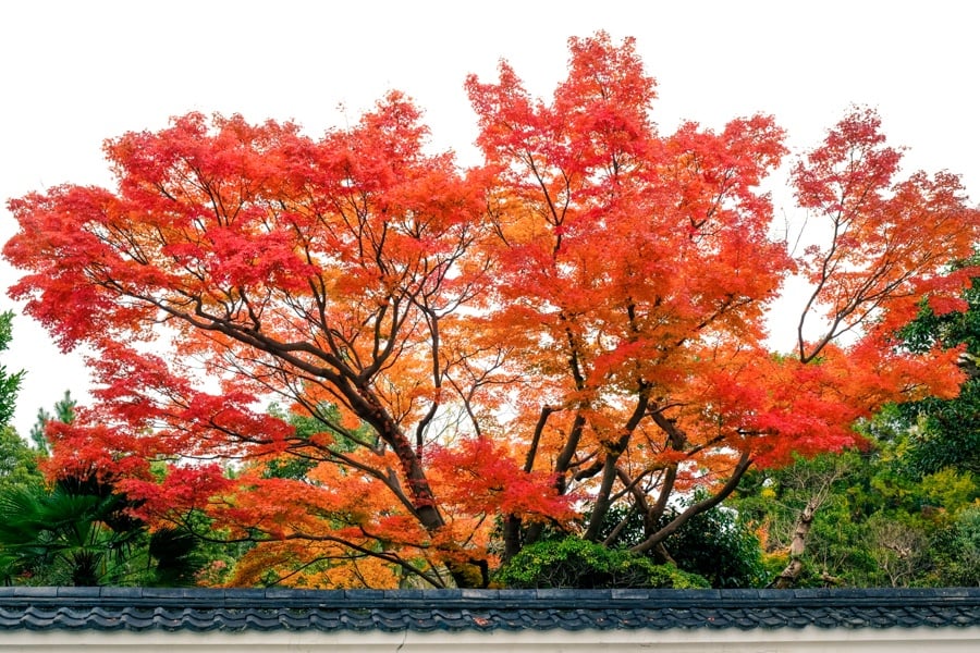 Nara koyo fall colors