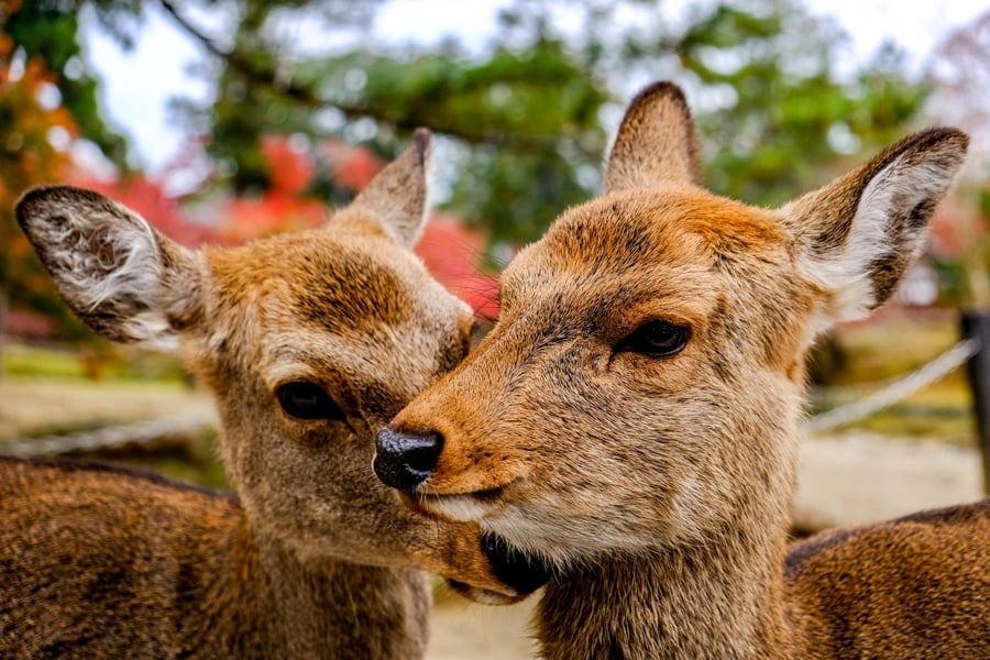 Best Things To Do In Japan Nara Deer Park