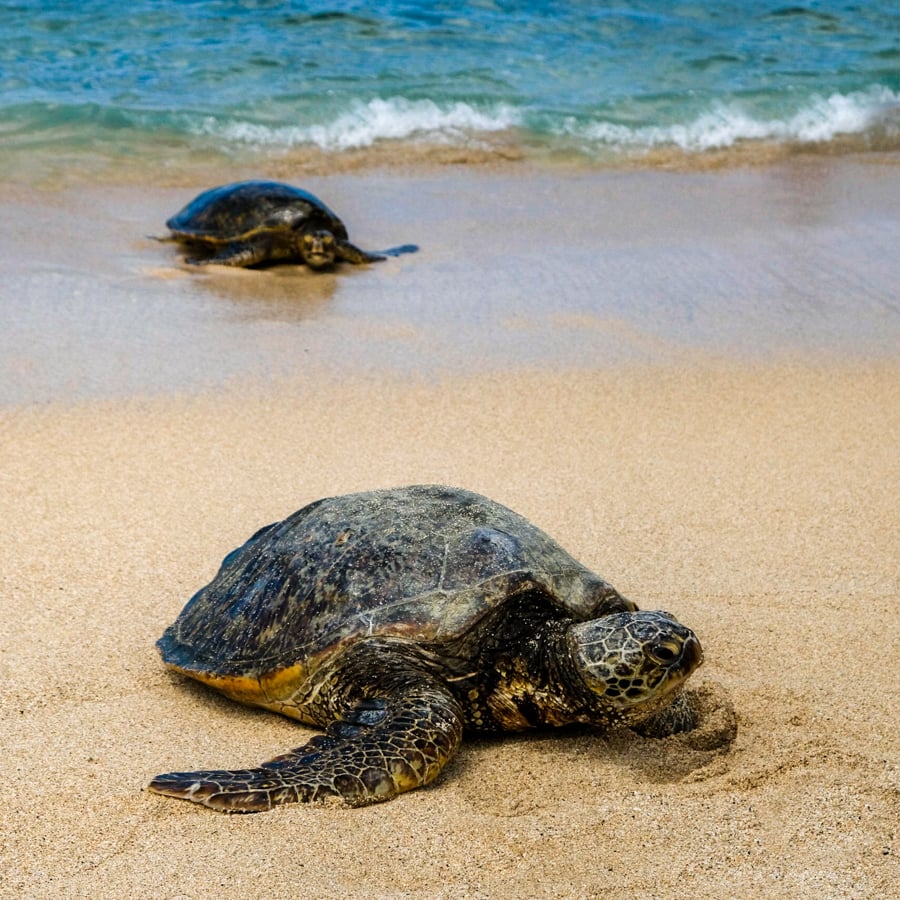 Sea Turtles Best North Shore Oahu Beaches Hawaii