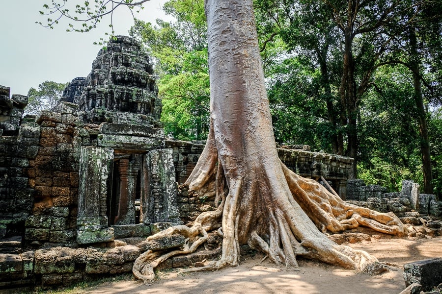 Banteay Kdei tree roots