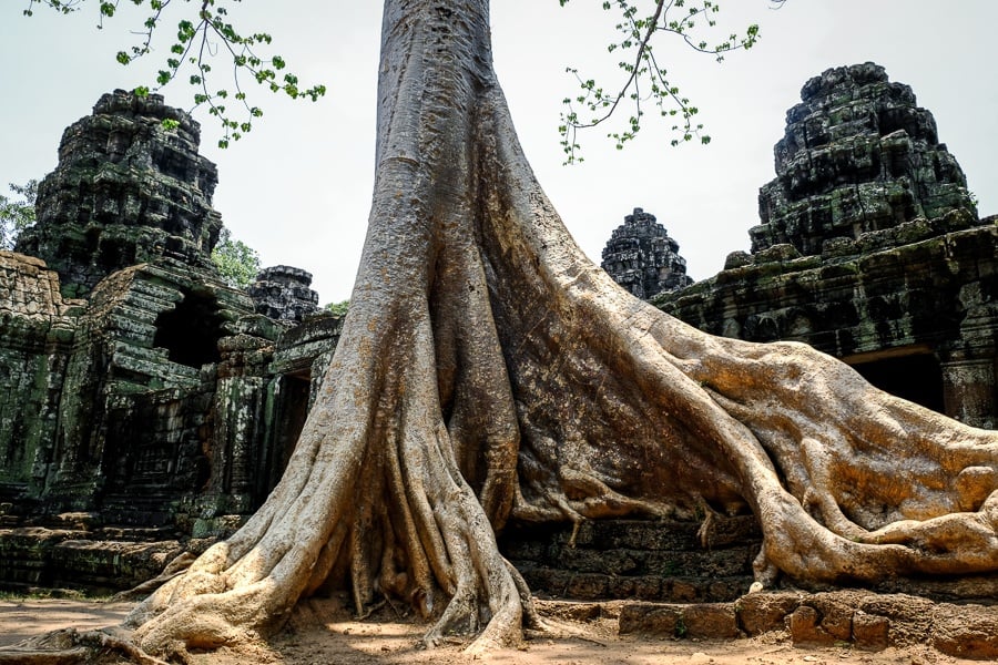 Giant tree roots at the Angkor Wat Cambodia
