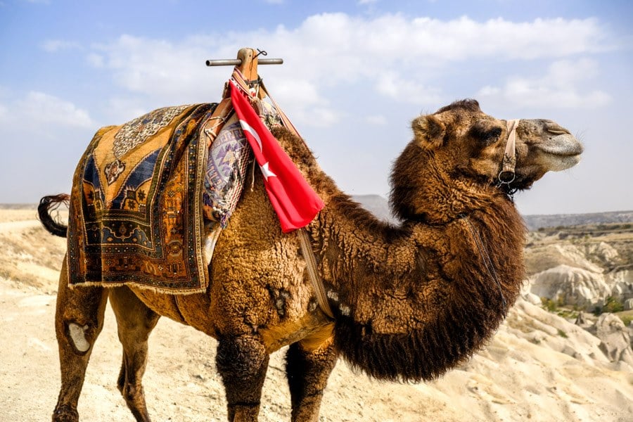 Turkish camel in Cappadocia
