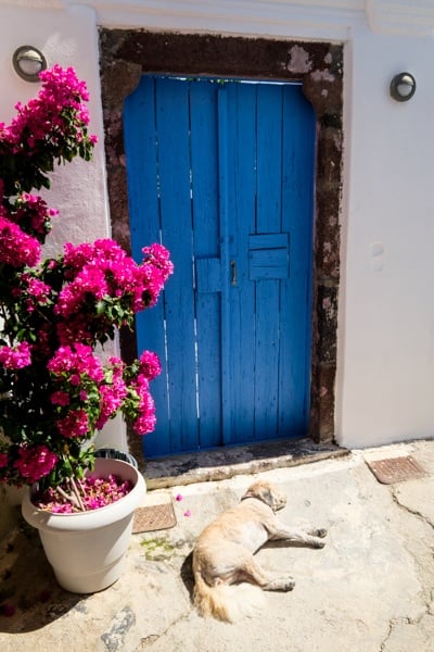 Pyrgos Street Dog Napping Flowers Door