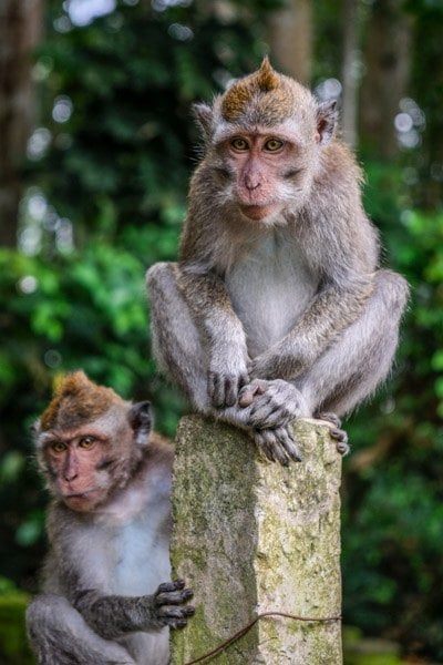 Bali monkeys at the Ubud Sacred Monkey Forest Sanctuary