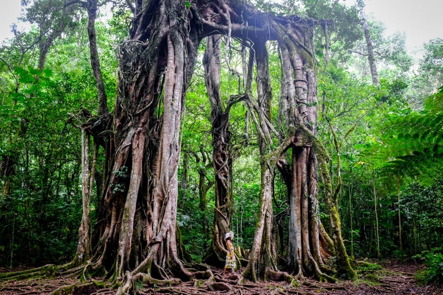 Giant banyan tree in Bali