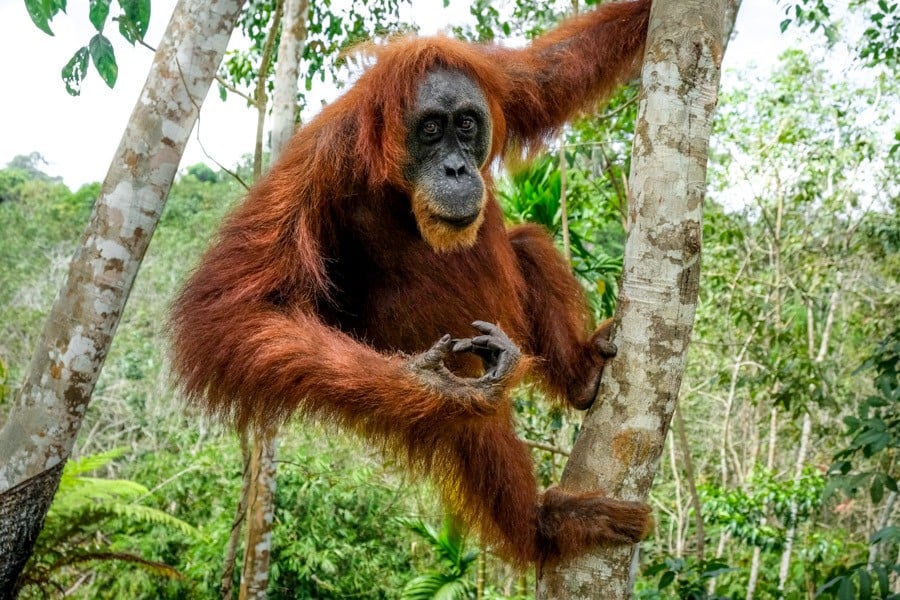 Sumatran Orangutan at Bukit Lawang Indonesia