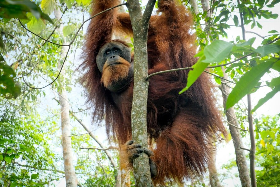 Sumatran Orangutan Wildlife Trek Bukit Lawang Indonesia Sumatra Gunung Leuser National Park