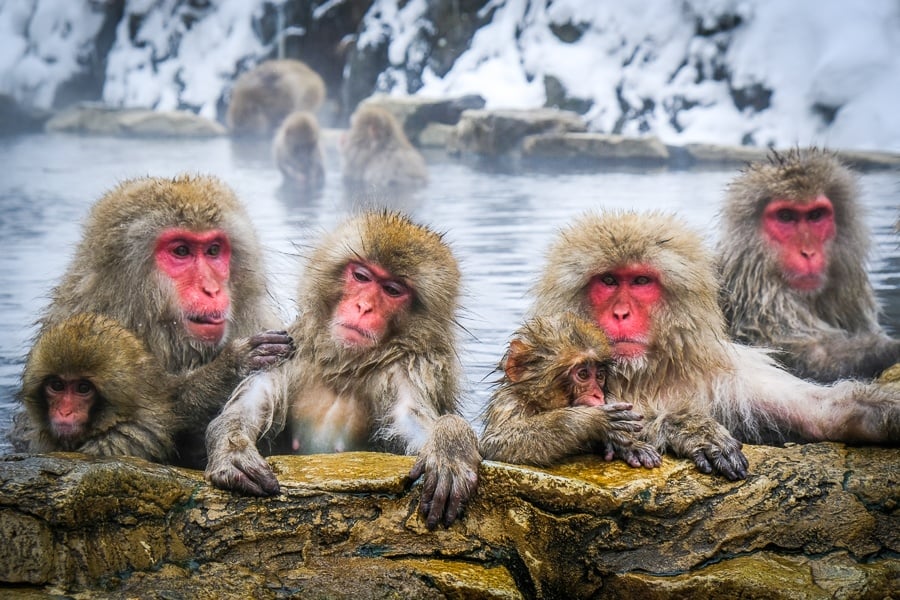 Best Things To Do In Japan Snow Monkeys Hot Springs Jigokudani Monkey Park Nagano