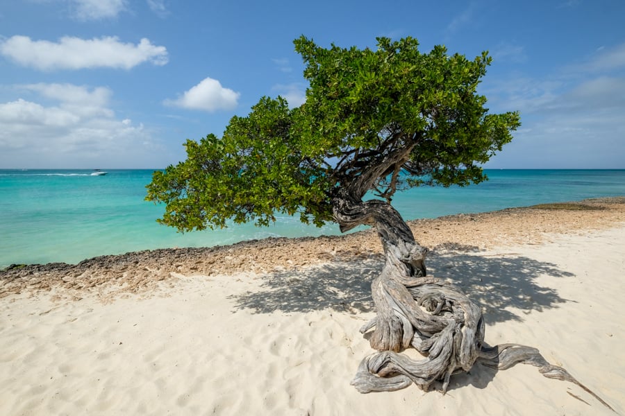 Best Things To Do In Aruba Island Fun Kids Couples Eagle Beach Fofoti Tree