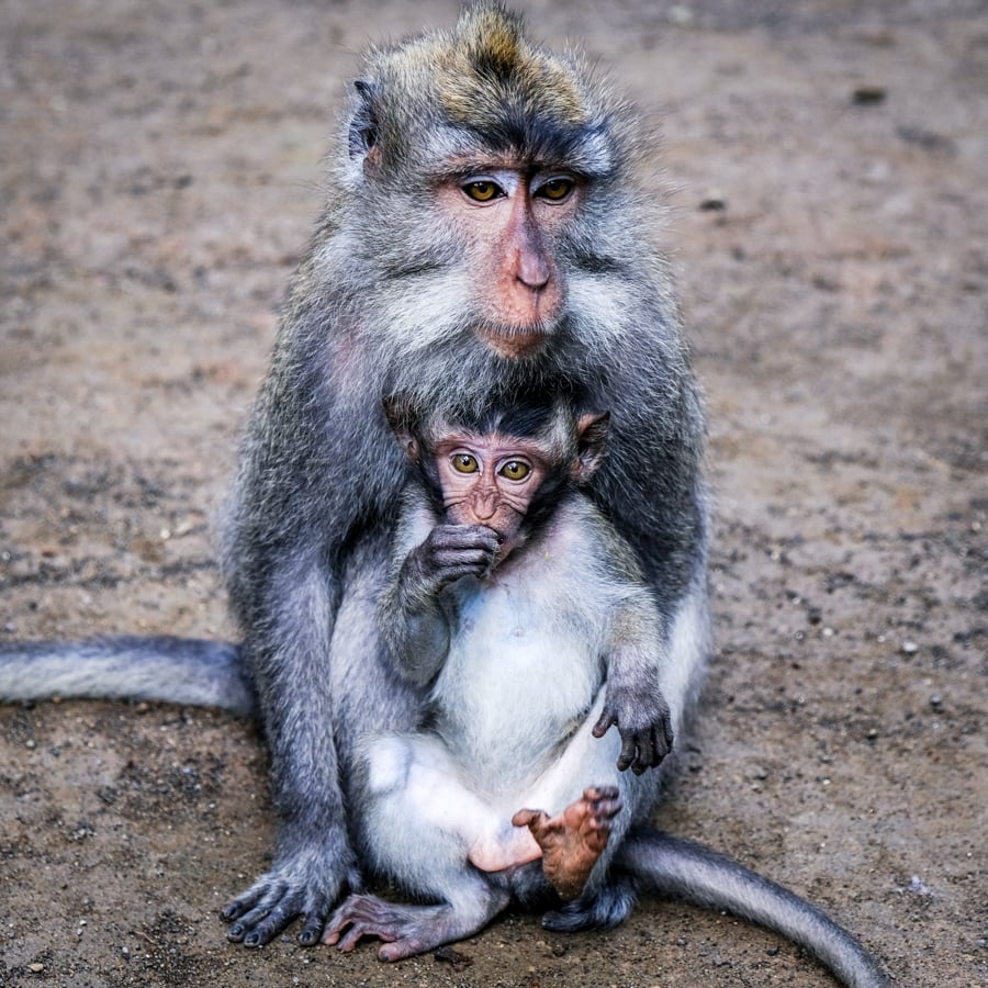 Pair of Bali monkeys at the Ubud Monkey Forest