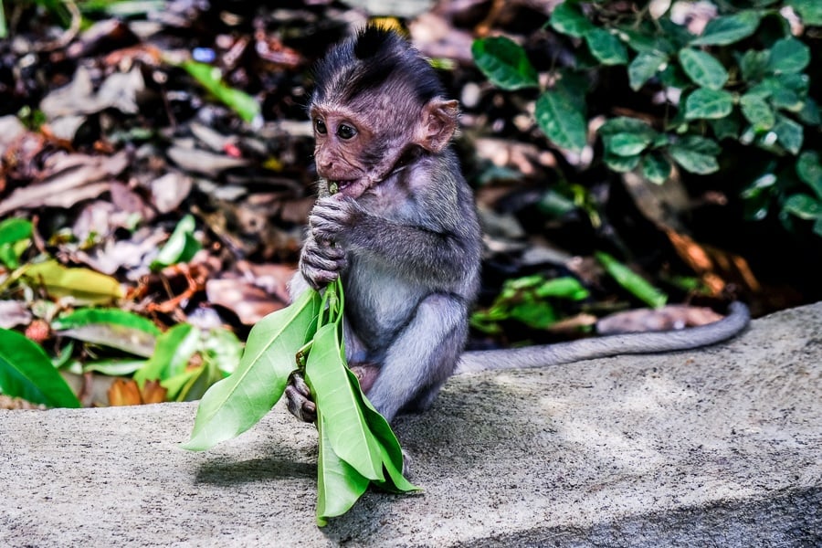 Baby monkey at the Ubud Monkey Forest in Bali