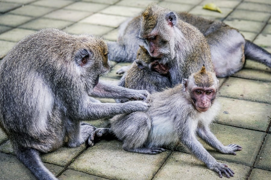Monkeys grooming at the Ubud Monkey Forest in Bali