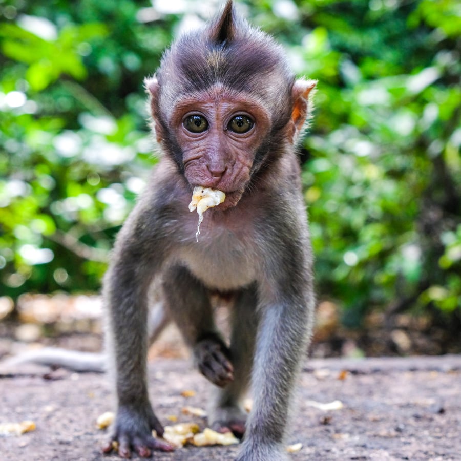 Ubud Sacred Monkey Forest Sanctuary Bali Baby