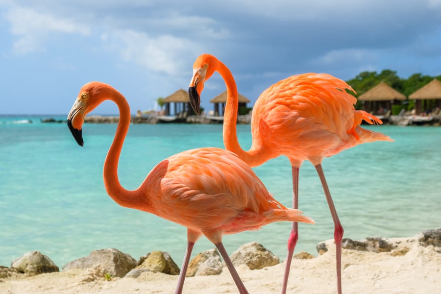 Best Aruba Beaches Flamingos Renaissance Island