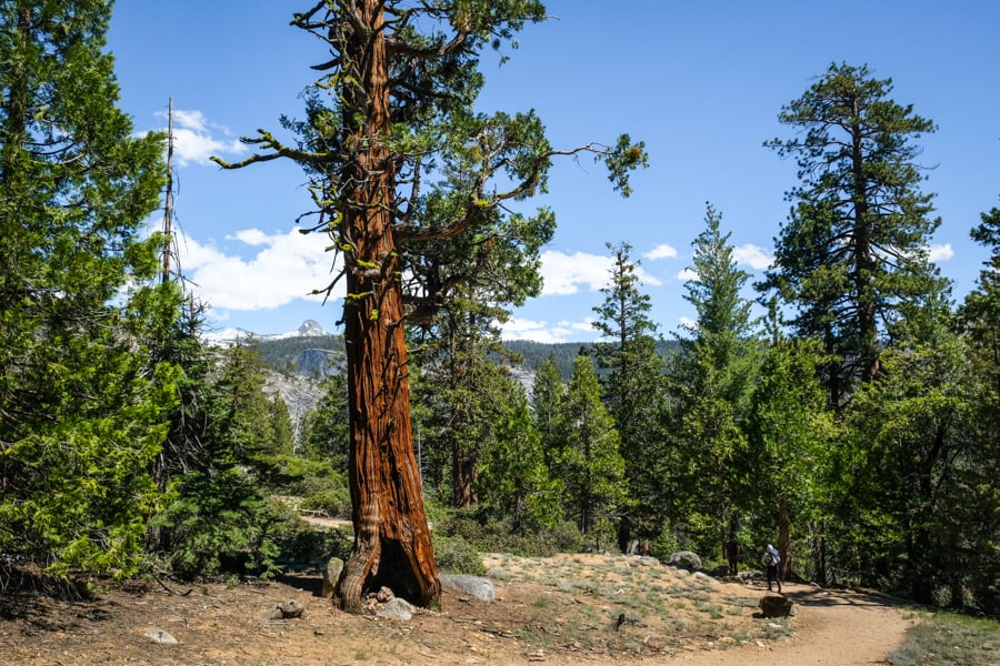 Little Yosemite Valley California Redwood Sequoia Tree
