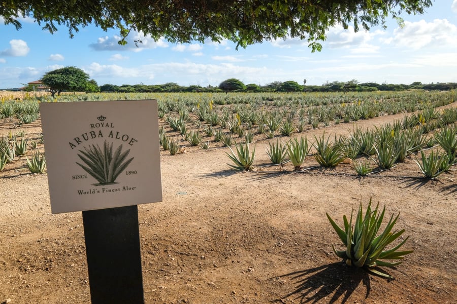 Aloe Factory Museum Field Plants