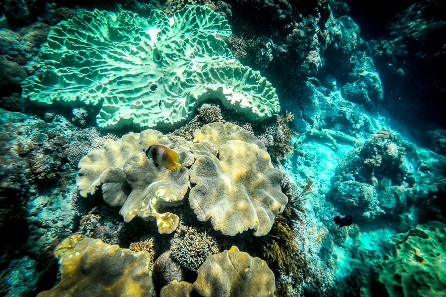Snorkeling with coral and fish in Nusa Penida Bali