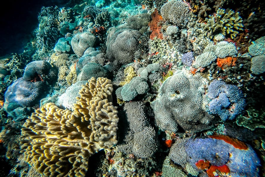 Exotic corals underwater at Nusa Penida, Bali
