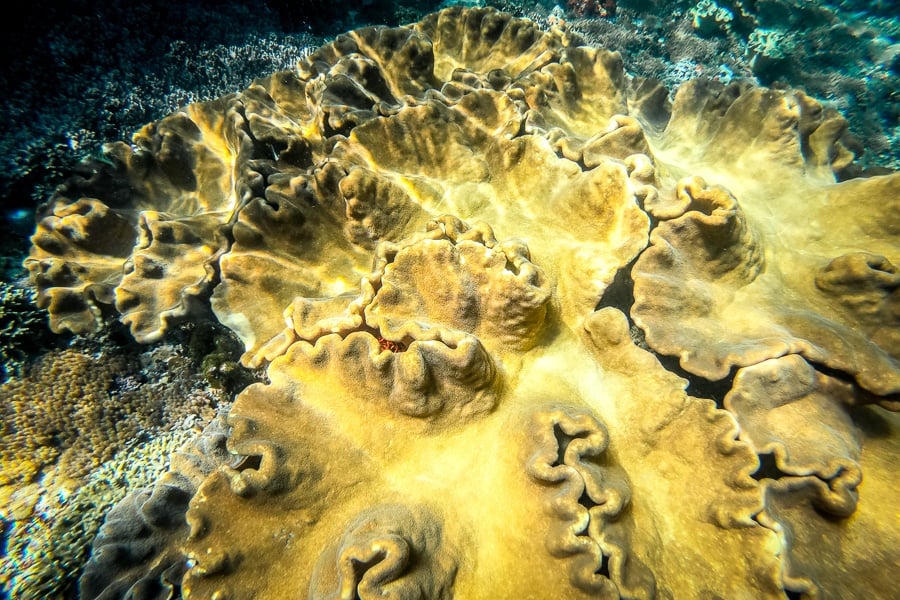 Big coral formations underwater at Nusa Penida, Bali