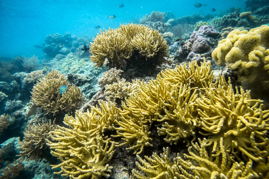 Snorkeling Coral Ora Beach Resort Seram Island Maluku Indonesia