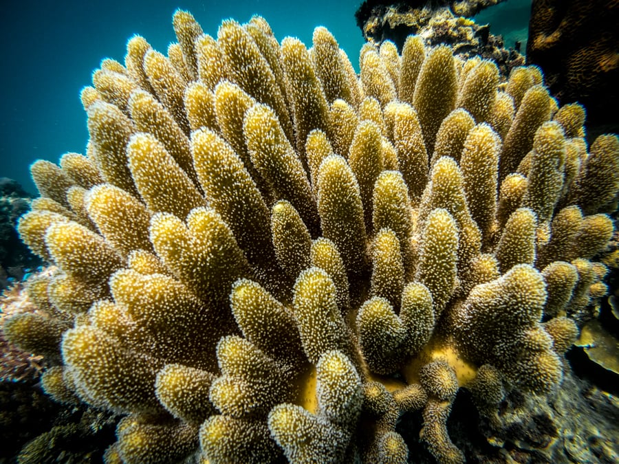 Snorkeling Coral